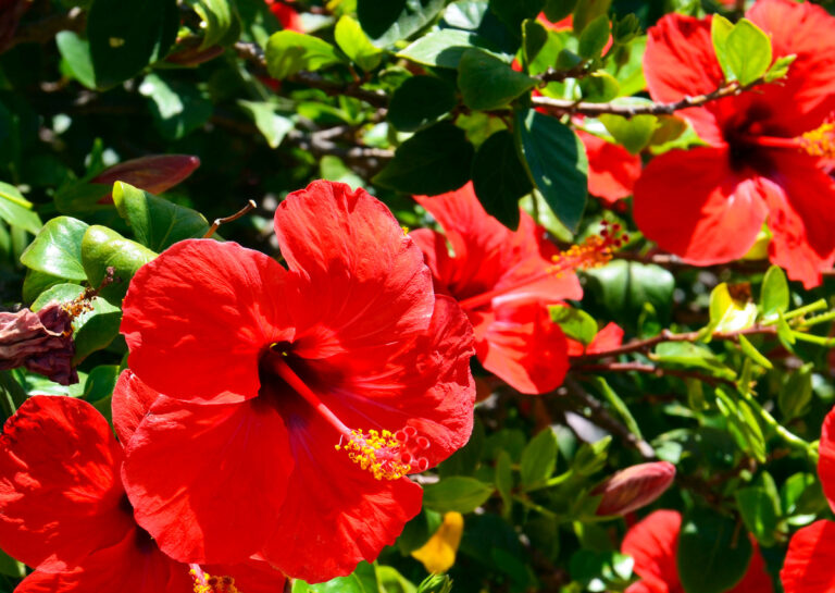 Comment cultiver la fleur d’ibiscus ?
